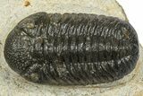 Beautiful Morocops Trilobite - Ofaten, Morocco #372440-2
